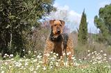 AIREDALE TERRIER 111